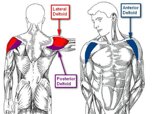 anatomy-of-the-deltoid-muscle-1-0